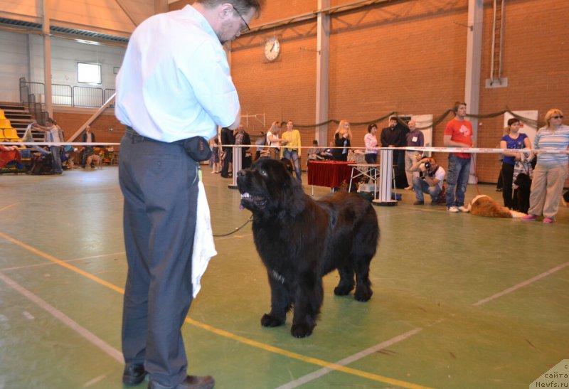 Фото: ньюфаундленд Begushaya po Volnam Choice of Fibonacci (Бегущая по Волнам Чойс оф Фибоначчи)