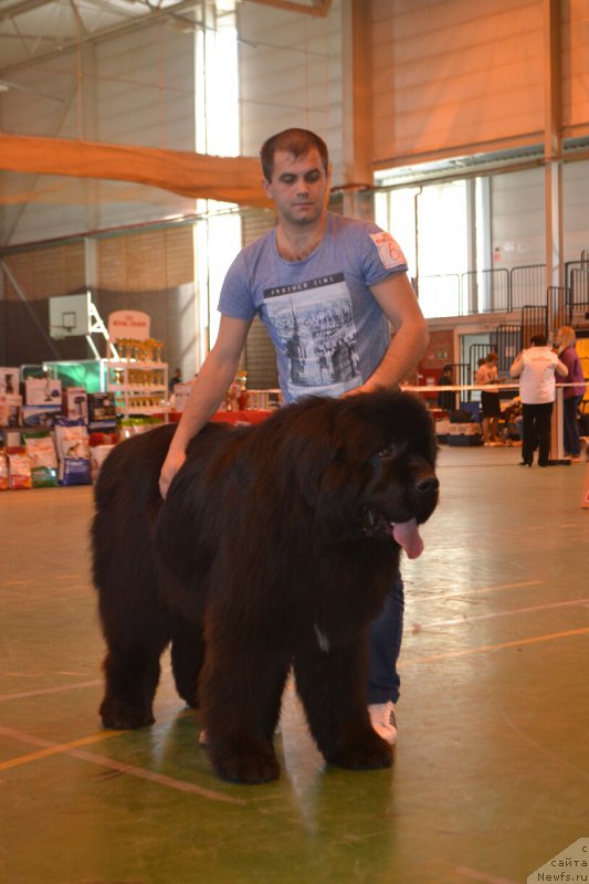 Фото: ньюфаундленд Obush SHed V'etnam (Обуш Шед Вьетнам)
