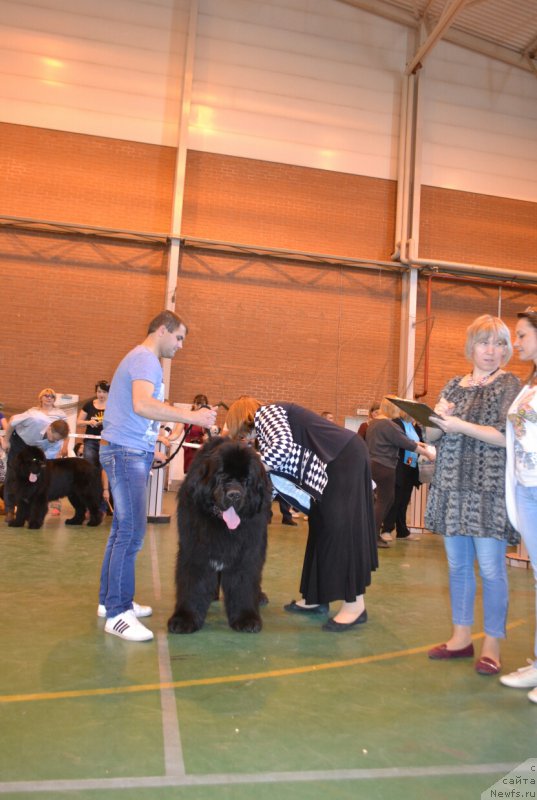 Фото: ньюфаундленд Obush SHed V'etnam (Обуш Шед Вьетнам)