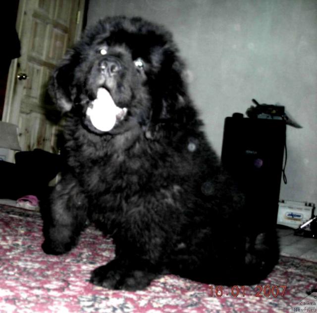 Фото: ньюфаундленд Sent Djons Kruiz (Сент Джонс Круиз)