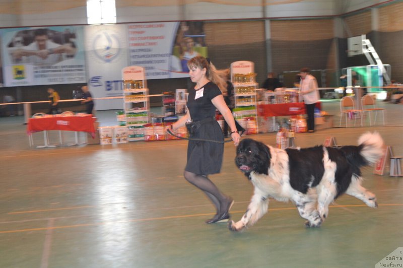 Фото: ньюфаундленд Stepnaya Pal'mira Estestvenno YA Luchshiy (Степная Пальмира Естественно Я Лучший)