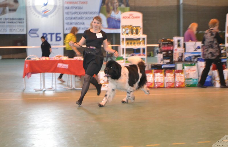 Фото: ньюфаундленд Stepnaya Pal'mira Estestvenno YA Luchshiy (Степная Пальмира Естественно Я Лучший)