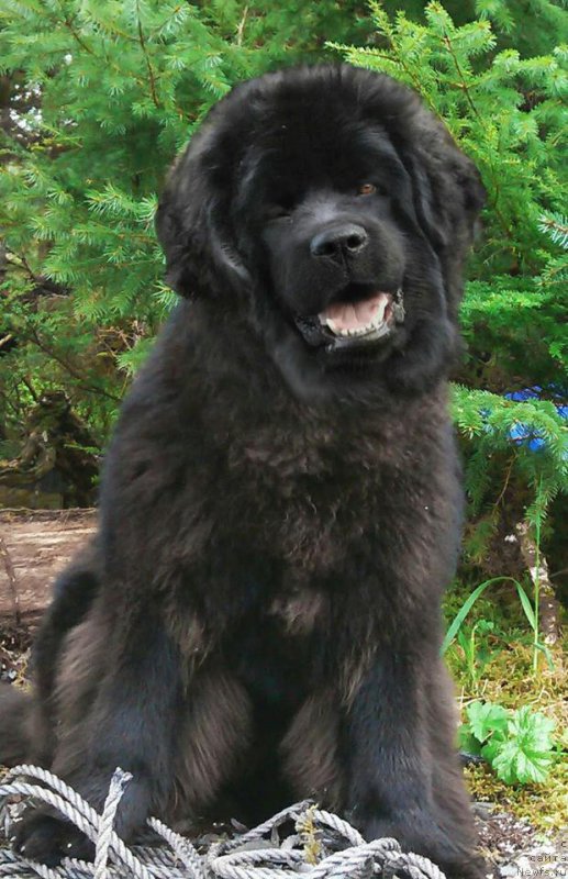 Фото: ньюфаундленд Chernaya Mafia Аngel Among Us (Черная Мафия Ангел Амонг Ус)