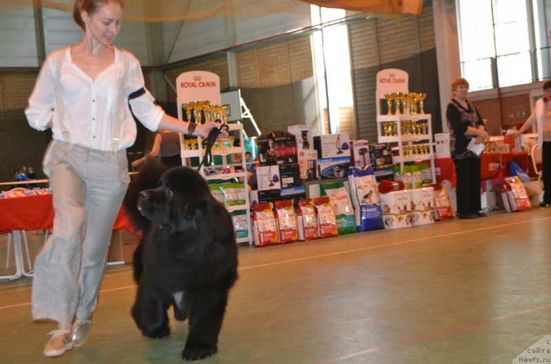 Фото: ньюфаундленд Sandbears Franco