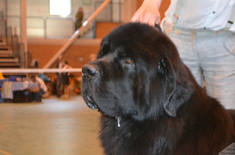 Фото: ньюфаундленд Sandbears Franco