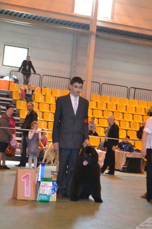 Фото: ньюфаундленд Aquatoriya Kelvin Eseniya (Акватория Келвин Есения)