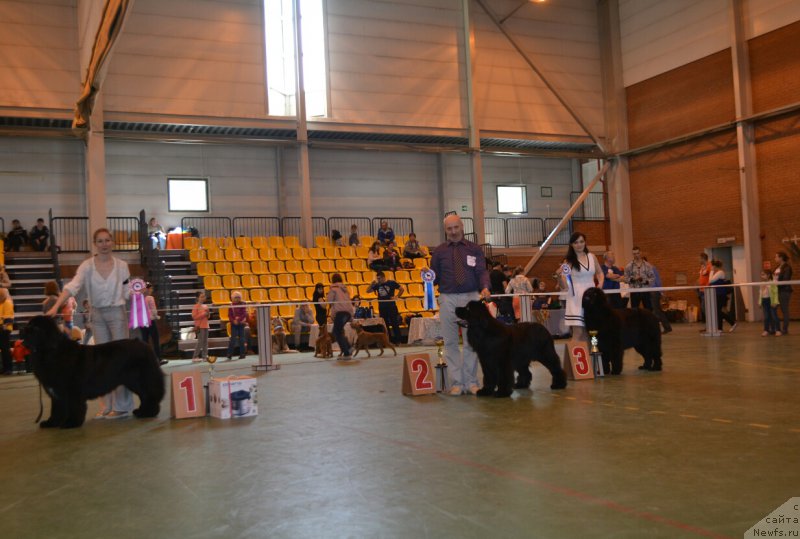 Фото: ньюфаундленд Sandbears Franco, ньюфаундленд Mnogolikaya Boginya Manifik (Многоликая Богиня Манифик), ньюфаундленд Aknolidzh Akela (Акнолидж Акела)