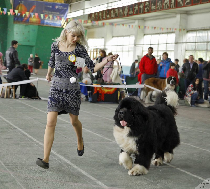 Фото: ньюфаундленд Super Premium Rio de Janeiro (Супер Премиум Рио де Жанейро)