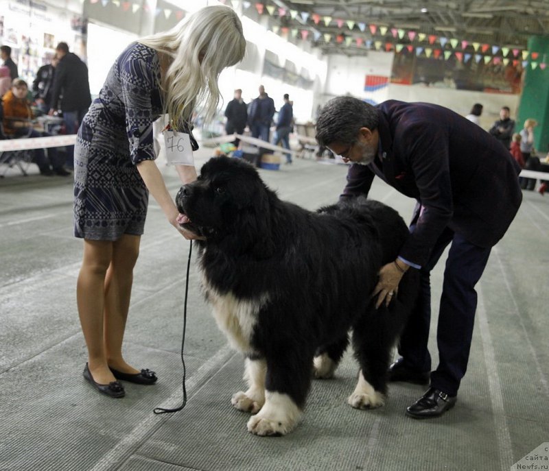 Фото: ньюфаундленд Super Premium Rio de Janeiro (Супер Премиум Рио де Жанейро)