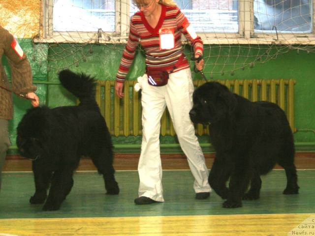 Фото: ньюфаундленд Apriori Balu Royal Stayl (Априори Балу Роял Стайл), ньюфаундленд King of Helluland Dizzy Beauty