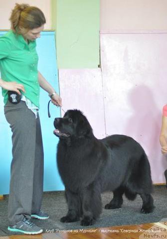 Фото: ньюфаундленд N'yufort Ee Velichestvo Viktoriya (Ньюфорт Ее Величество Виктория), Lyudmila Horikova (Людмила Хорикова)