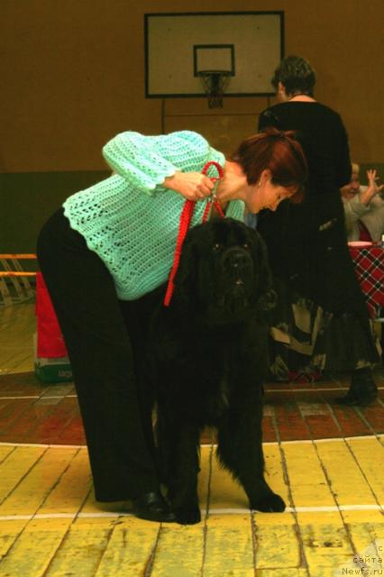 Фото: ньюфаундленд Arh B'yuti Odri Vol'naya Ptica (Арх Бьюти Одри Вольная Птица)