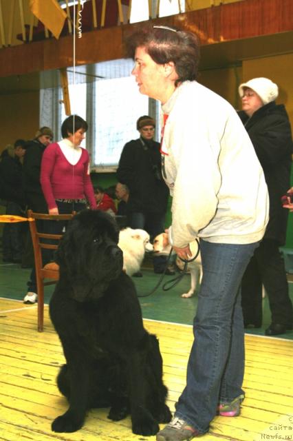 Фото: ньюфаундленд Dynasty Queen iz Medvejyego Yara (Династия Квин из Медвежьего Яра)