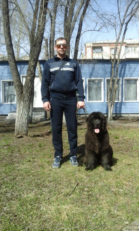 Фото: ньюфаундленд YEkselent B'yuti (Экселент Бьюти)