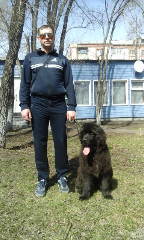 Фото: ньюфаундленд YEkselent B'yuti (Экселент Бьюти)