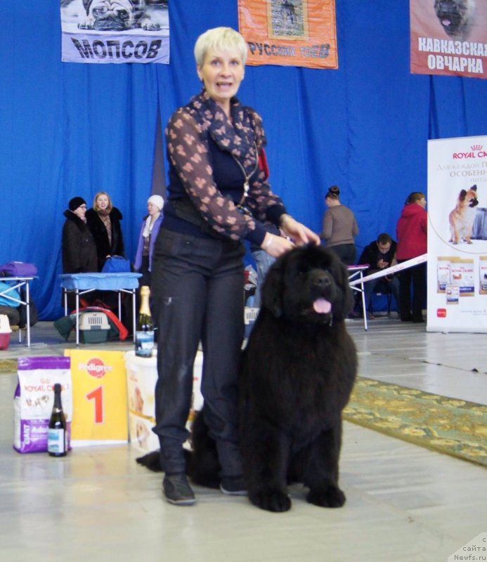 Фото: ньюфаундленд Raymond Best in Show, Nina Bazulina (Нина Базулина)