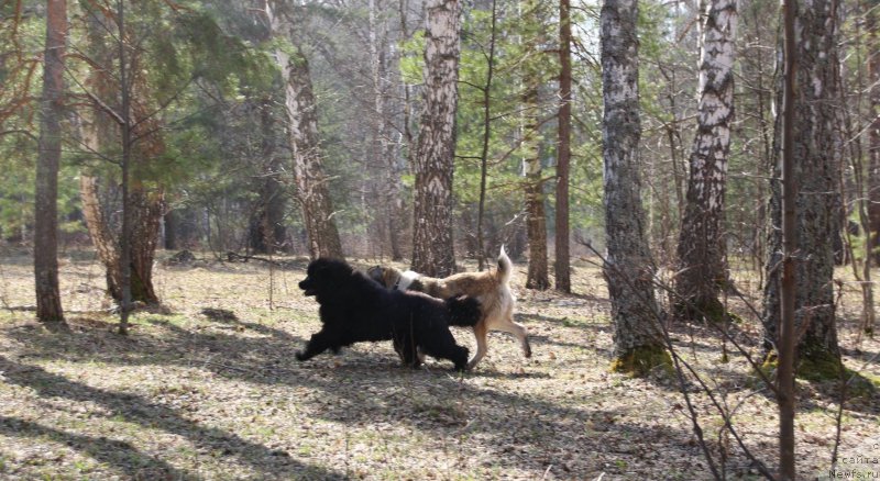 Фото: ньюфаундленд Rebekka Deep Love