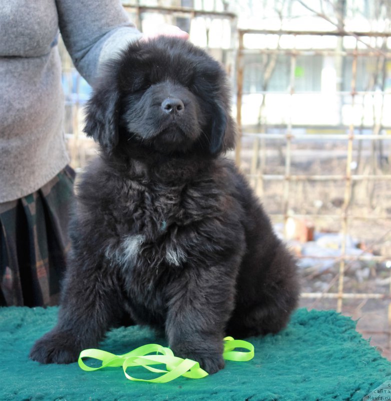 Фото: ньюфаундленд Parki is Antagrada (Парки из Антаграда)
