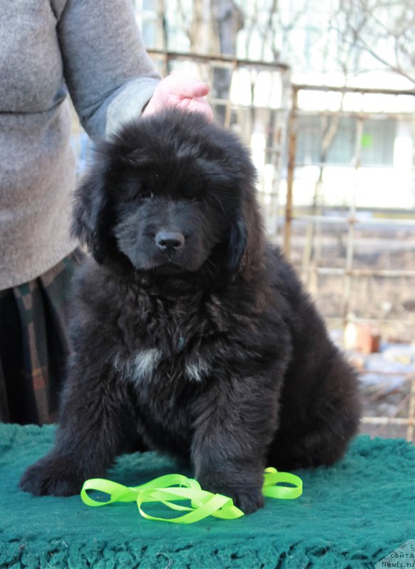 Фото: ньюфаундленд Parki is Antagrada (Парки из Антаграда)