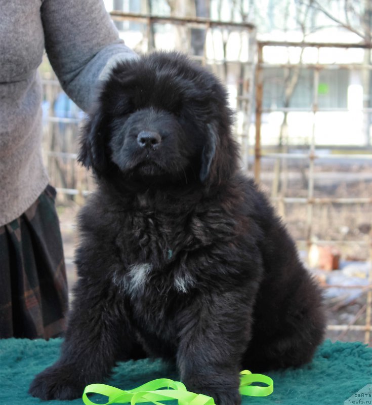 Фото: ньюфаундленд Parki is Antagrada (Парки из Антаграда)