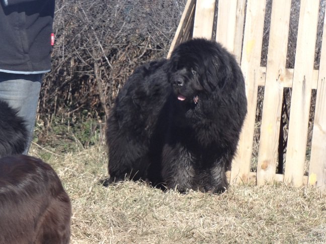 Фото: ньюфаундленд Njufort Natali (Ньюфорт Натали)