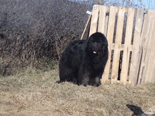 Фото: ньюфаундленд Njufort Natali (Ньюфорт Натали)