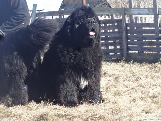 Фото: ньюфаундленд King of Helluland I'm Precious