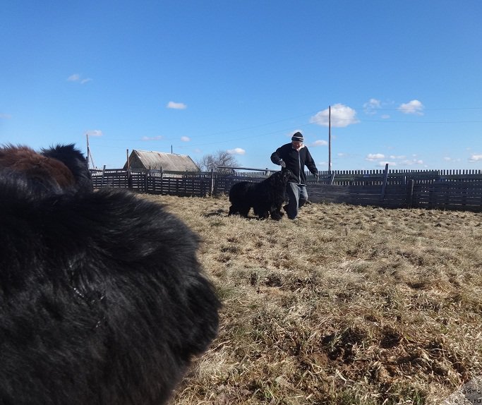 Фото: ньюфаундленд King of Helluland I'm Precious