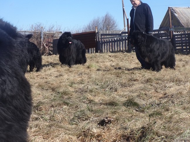 Фото: ньюфаундленд N'yufort Carica Nochi (Ньюфорт Царица Ночи), ньюфаундленд Promise To Love Midnight Bear (Promise To Love Midnight Bear)