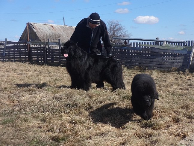 Фото: ньюфаундленд N'yufort Carica Nochi (Ньюфорт Царица Ночи), ньюфаундленд N'yufort Zodiak (Ньюфорт Зодиак)