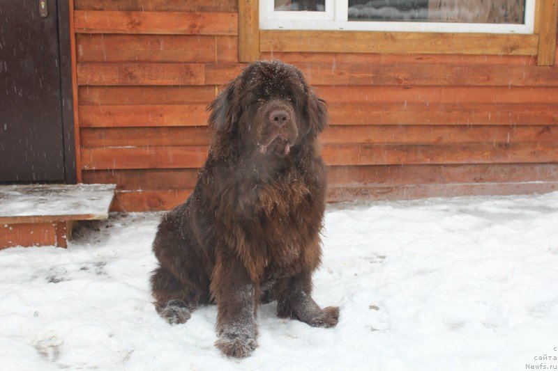 Фото: ньюфаундленд Hit SHeliko Golden CHerri Braun (Хит Шелико Голден Черри Браун)