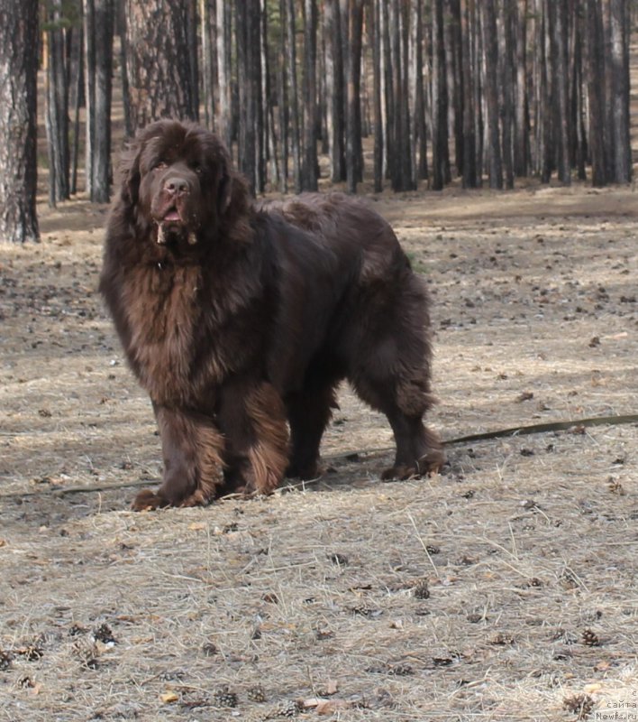 Фото: ньюфаундленд Hit SHeliko Golden CHerri Braun (Хит Шелико Голден Черри Браун)