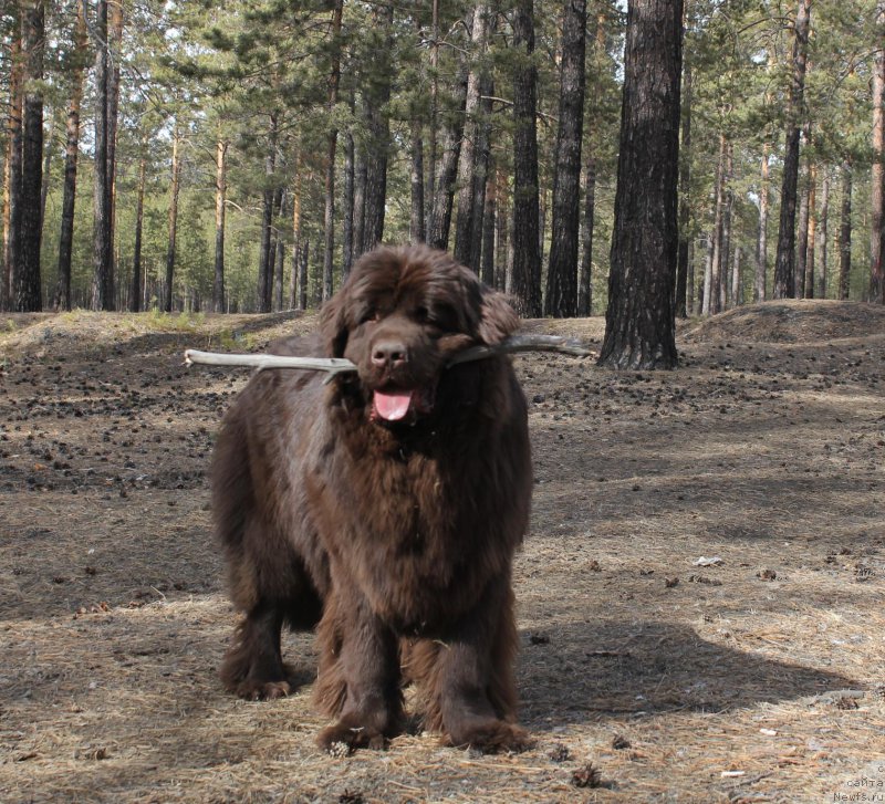 Фото: ньюфаундленд Hit SHeliko Golden CHerri Braun (Хит Шелико Голден Черри Браун)