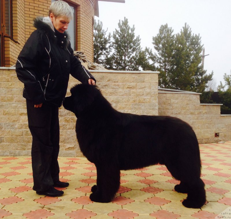 Фото: ньюфаундленд Raymond Best in Show, Nina Bazulina (Нина Базулина)