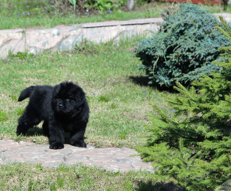 Фото: ньюфаундленд Waterton-Lakes Bear Now and Forever Zhade (Уотертон-Лейкс Беар Нау энд Форевер Жаде)