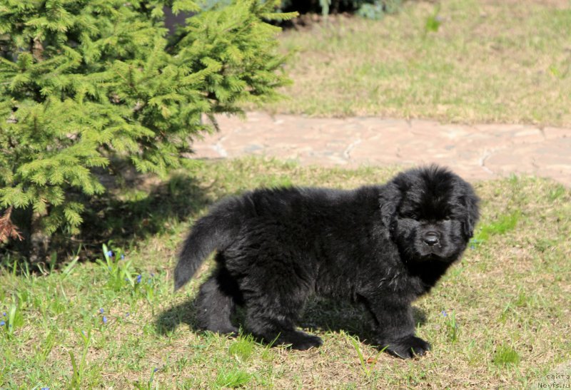 Фотография № 205657