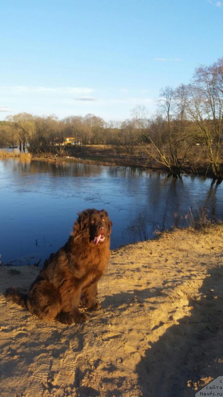 Фото: ньюфаундленд Cherniy Balu Zlatogor (Черный Балу Златогор)