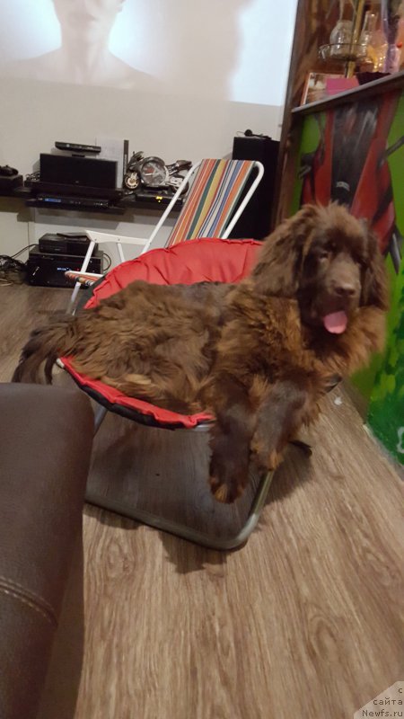 Фото: ньюфаундленд Cherniy Balu Zlatogor (Черный Балу Златогор)