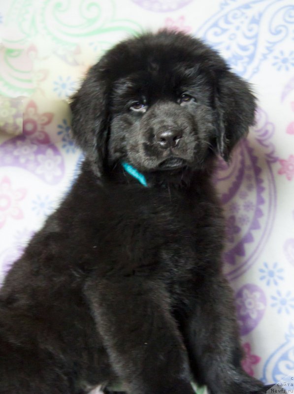 Фото: ньюфаундленд Saturn Van Hel'sing (Сатурн Ван Хельсинг)