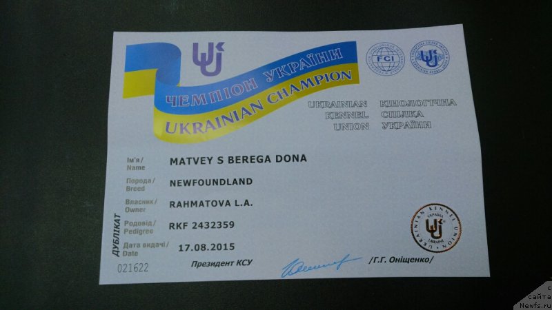 Фото: ньюфаундленд Matvey s Berega Dona (Матвей с Берега Дона)