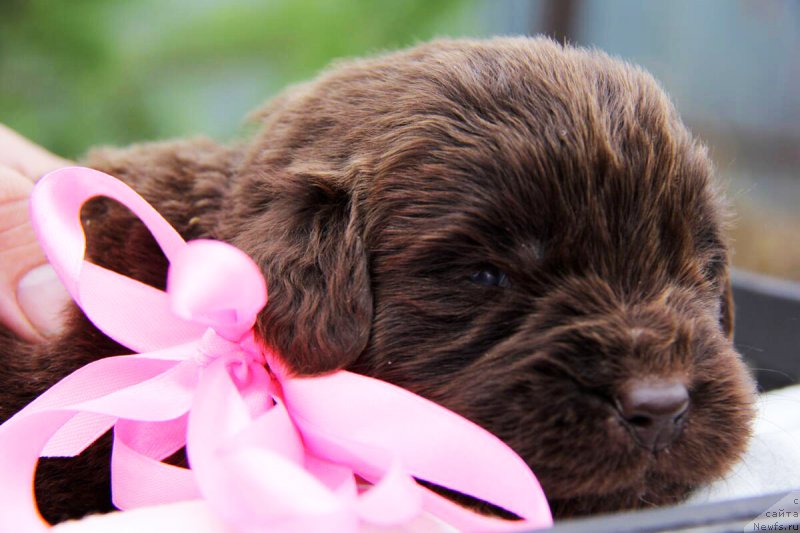 Фото: ньюфаундленд N'yufort Taym's Gold Aleksa (Ньюфорт Тайм'с Голд Алекса)