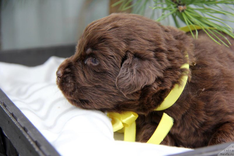 Фото: ньюфаундленд N'yufort Taym's Gold Aleksa (Ньюфорт Тайм'с Голд Алекса)