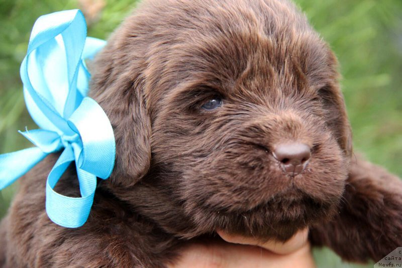 Фото: ньюфаундленд Braunblad MSK Betani YEys (Браунблад МСК Бетани Эйс)