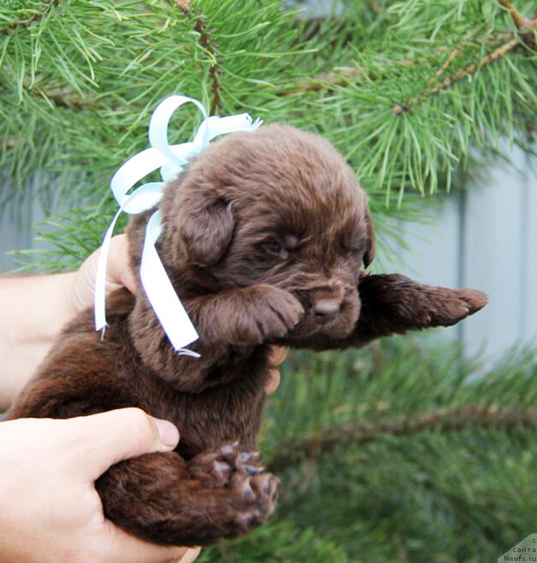 Фото: ньюфаундленд Braunblad MSK Betani YEys (Браунблад МСК Бетани Эйс)