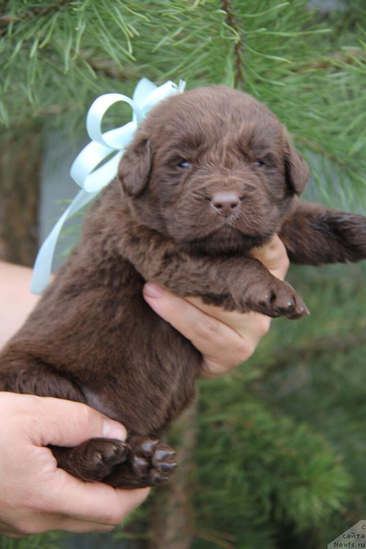 Фото: ньюфаундленд Braunblad MSK Betani YEys (Браунблад МСК Бетани Эйс)