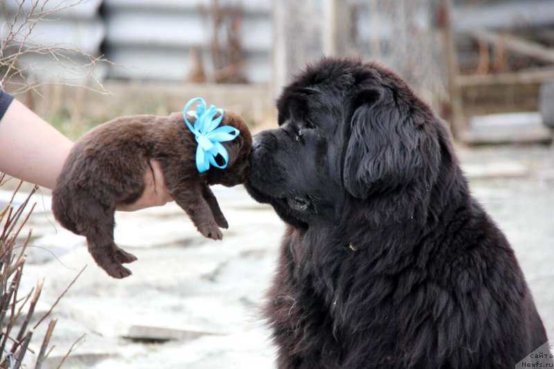 Фото: ньюфаундленд Braunblad MSK Betani YEys (Браунблад МСК Бетани Эйс)