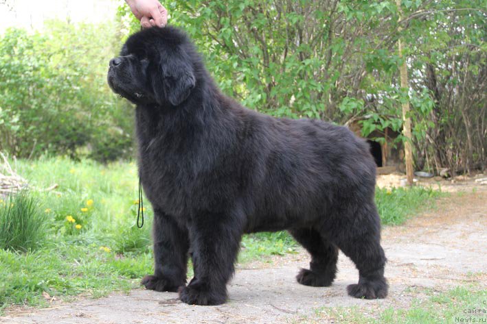 Фото: ньюфаундленд Kingova Doch s Berega Dona (Кингова Дочь с Берега Дона)