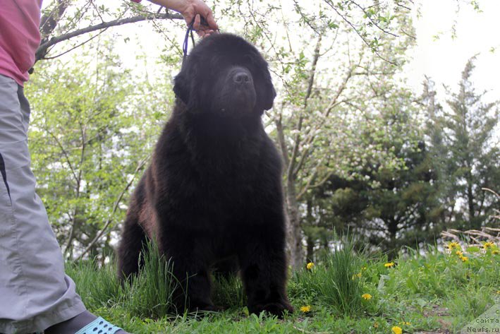 Фото: ньюфаундленд Kingova Doch s Berega Dona (Кингова Дочь с Берега Дона)
