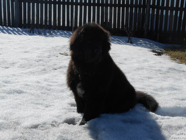 Фото: ньюфаундленд YEklips Mun (Эклипс Мун)