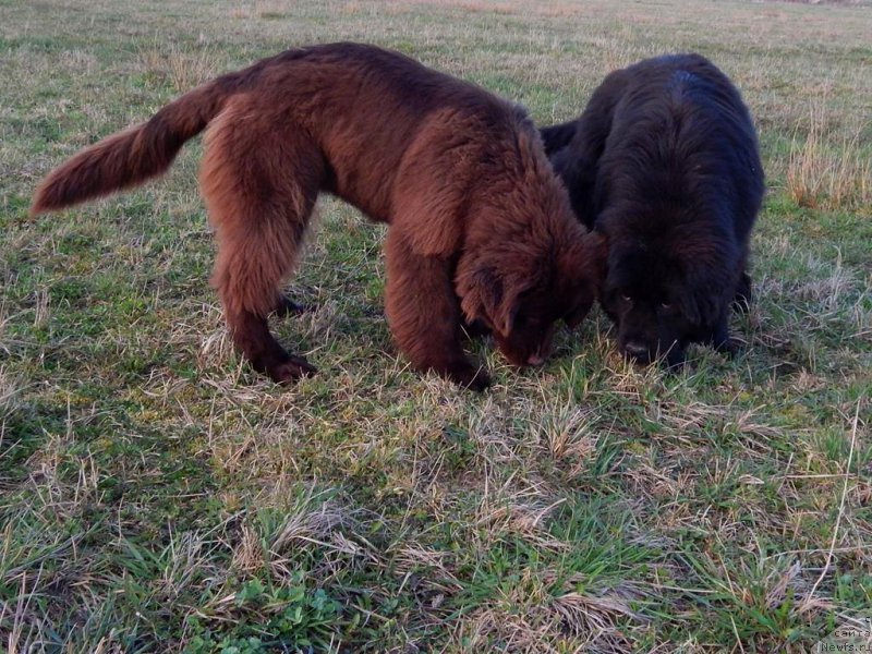 Фото: ньюфаундленд Funnewf Antarktika (Фанньюф Антарктика)